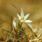 Crocus reticulatus