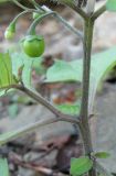 Solanum nigrum ssp. schultesii