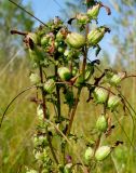 Pedicularis karoi