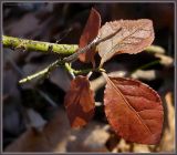 Euonymus verrucosus. Побег с молодыми листьями в антоциановой окраске. Чувашия, окрестности г. Шумерля, песчаная дорога на Водозабор. 8 апреля 2009 г.