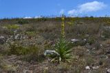 Verbascum densiflorum