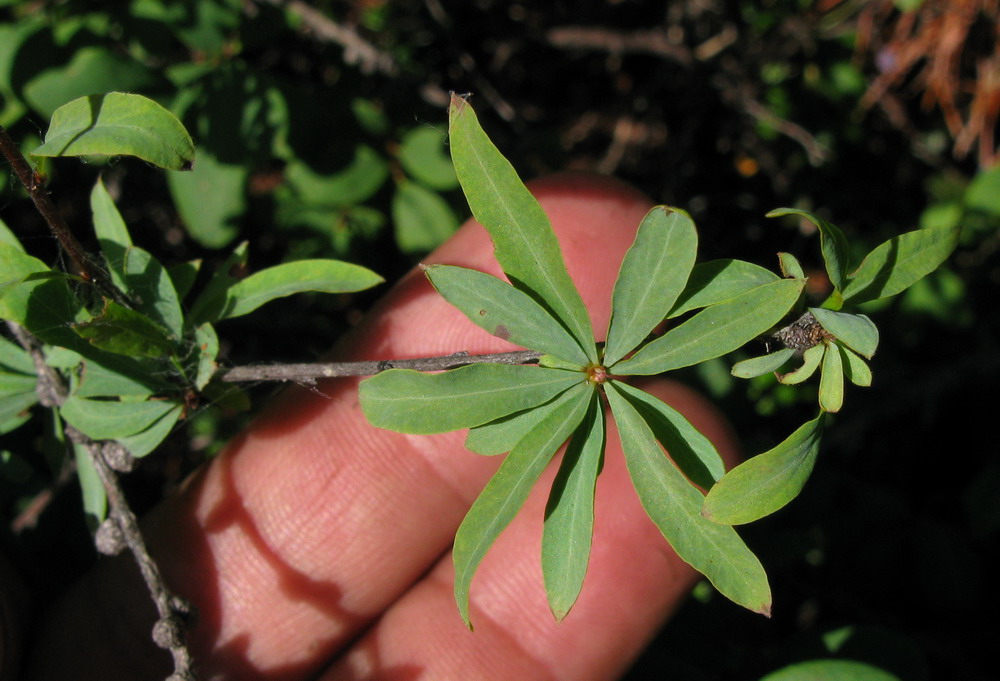 Изображение особи Spiraea alpina.