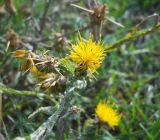 Centaurea solstitialis. Соцветие. Крым, Байдарская долина, окр. пос. Орлиное. 1 сентября 2012 г.