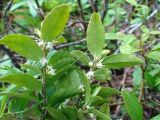 Ilex rugosa