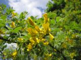 Caragana arborescens