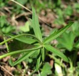 Ranunculus monophyllus. Нижний стеблевой лист. Окр. Архангельска, луг. 23.05.2013.