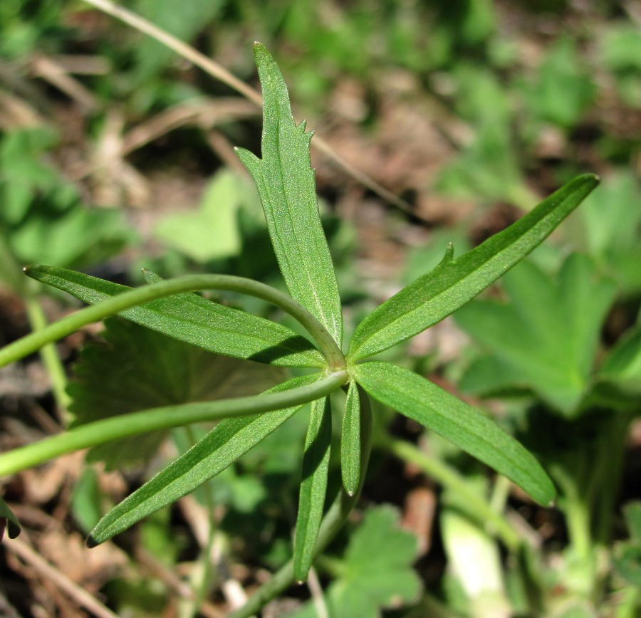 Изображение особи Ranunculus monophyllus.