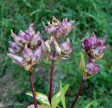 Saponaria officinalis. Соцветия с цветками, превратившимися в галлы в результате поражения головнёвым грибом. Украина, Черкасская обл., Каневский р-н, РЛП \"Трахтемиров\", песчаная степь на берегу Днепра. 29 июня 2013 г.