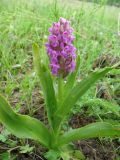 Dactylorhiza incarnata