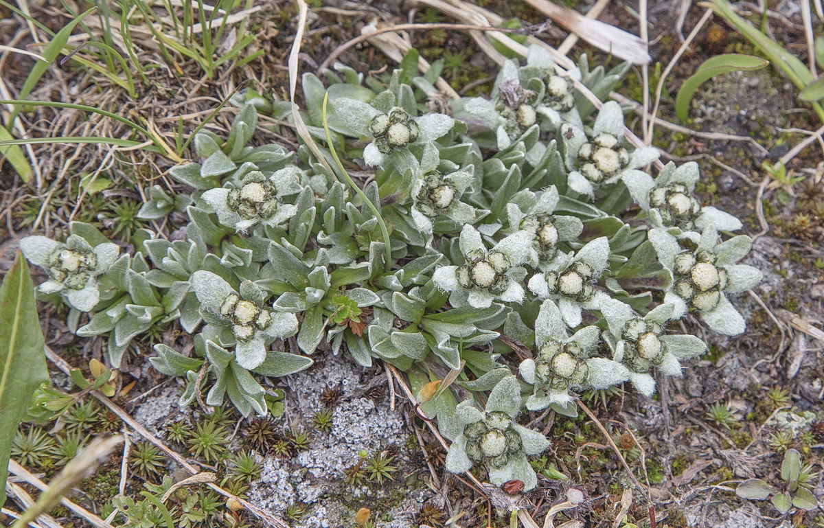 Изображение особи Leontopodium ochroleucum.