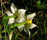 Narcissus tazetta. Цветки (вид со стороны цветоножек). Израиль, Нижняя Галилея, г. Верхний Назарет, ландшафтный парк. 20.12.2011.