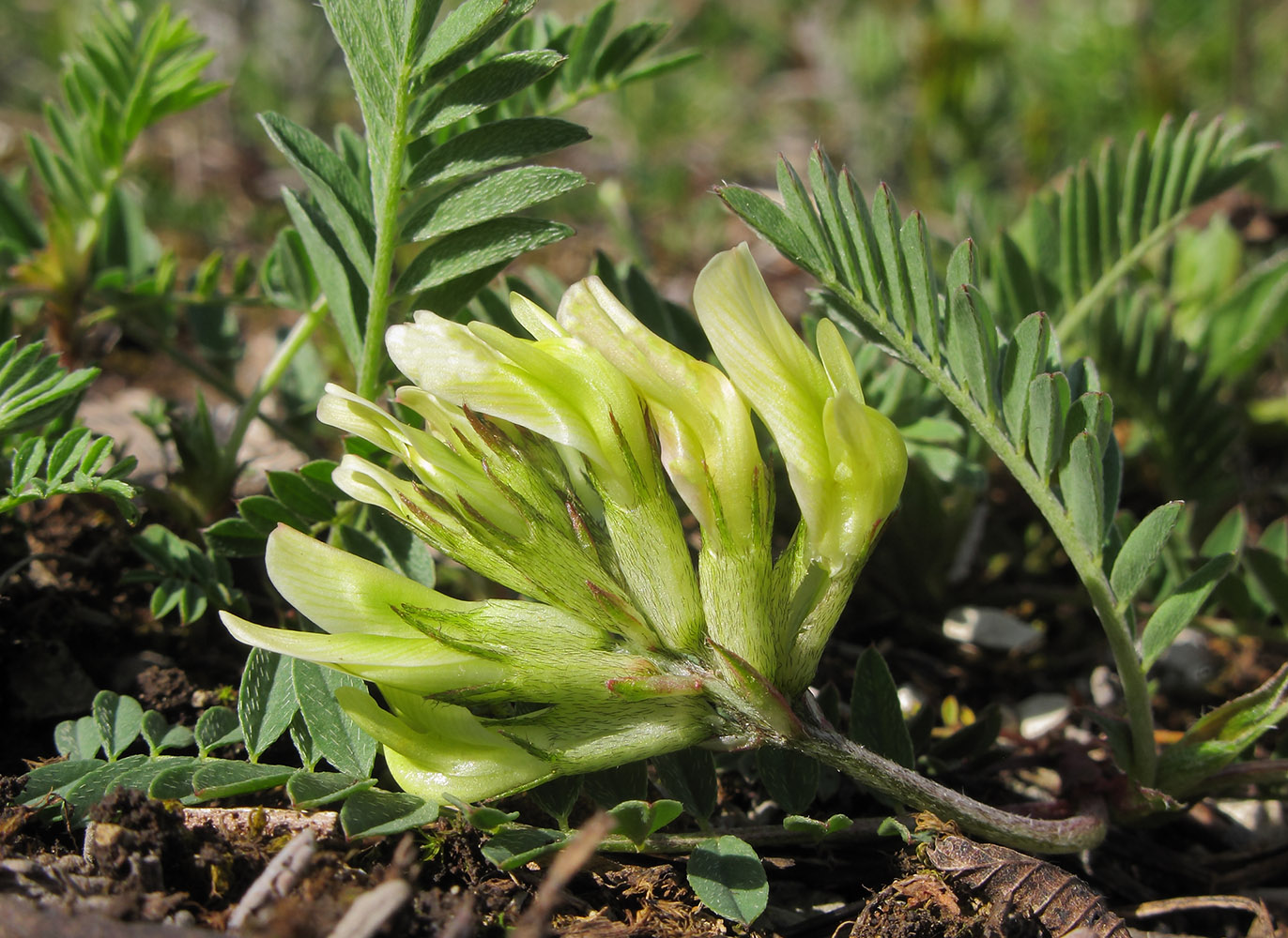 Изображение особи Astragalus resupinatus.