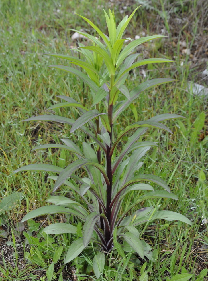 Изображение особи Digitalis lanata.