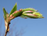 Carpinus cordata