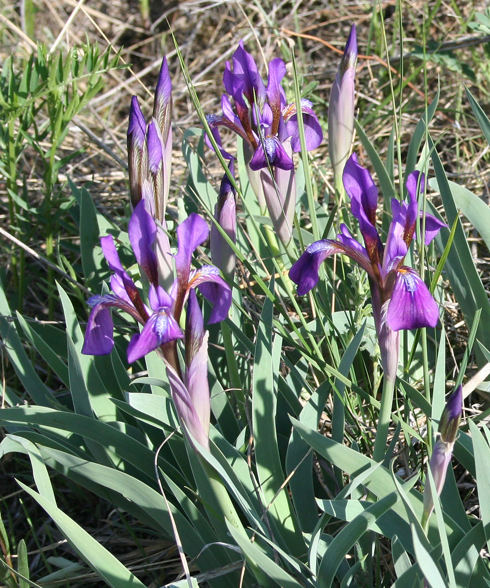 Image of Iris glaucescens specimen.