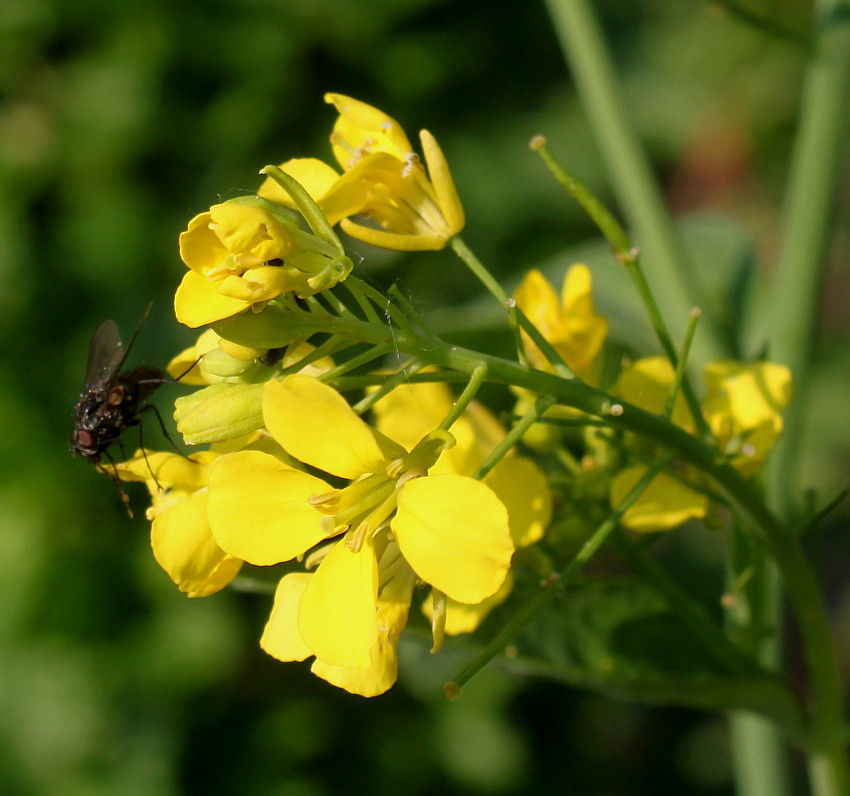 Изображение особи Brassica juncea.