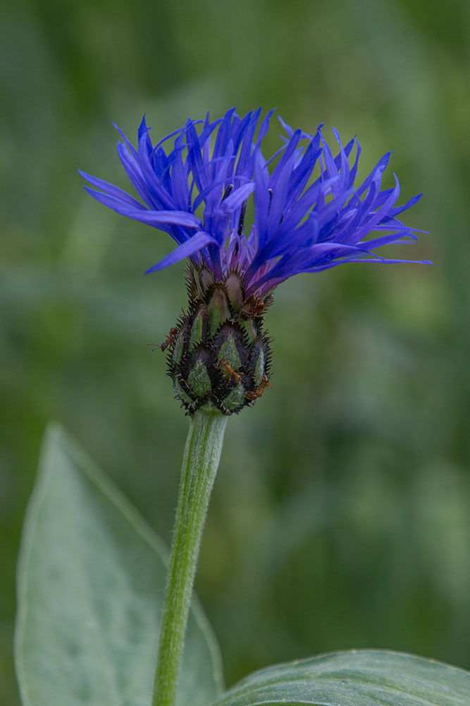 Изображение особи Centaurea montana.