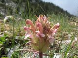 Pedicularis alatauica