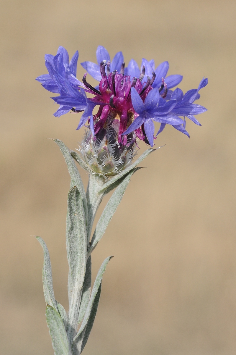 Изображение особи Centaurea depressa.