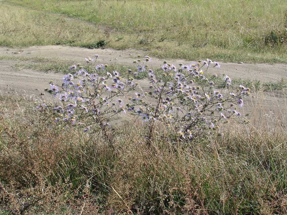 Изображение особи Heteropappus biennis.