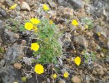 Potentilla arenosa