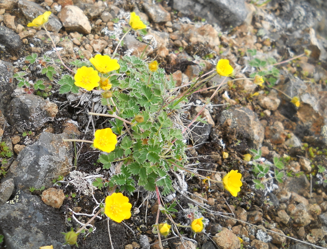 Изображение особи Potentilla arenosa.