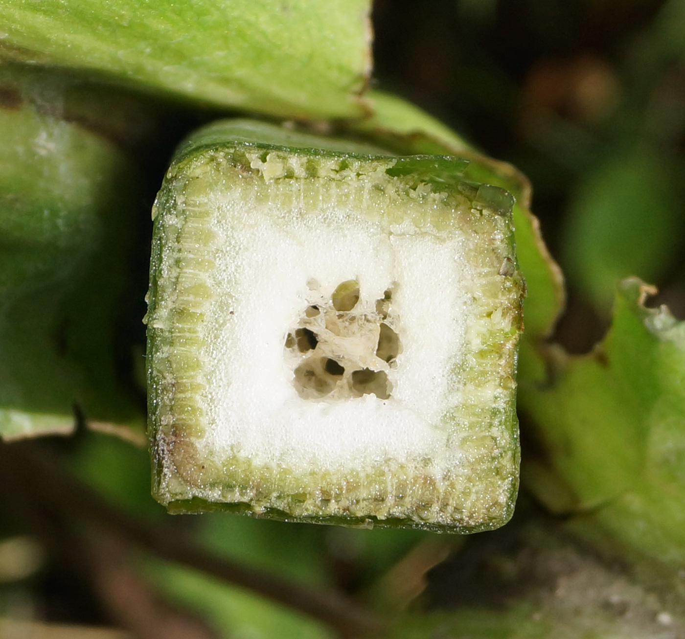 Изображение особи Silphium perfoliatum.