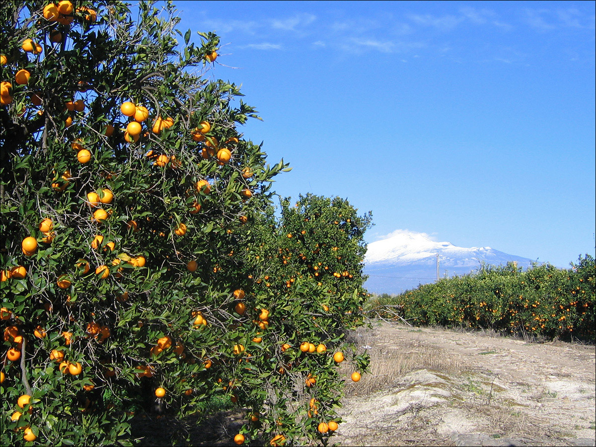 Изображение особи Citrus sinensis.