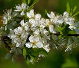 Prunus spinosa