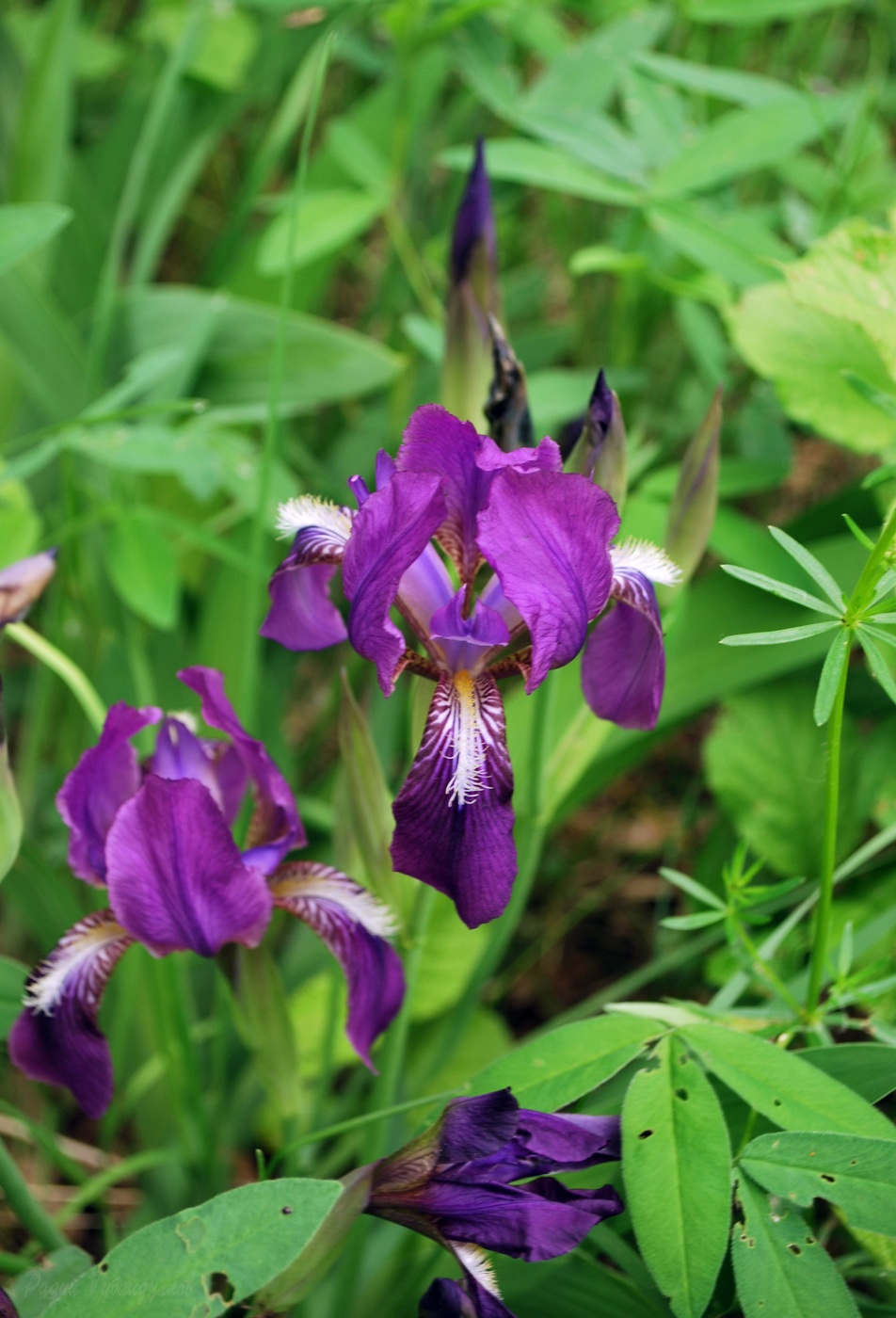 Изображение особи Iris aphylla.