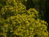 Galium verum