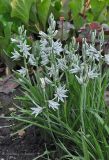 Ornithogalum nutans