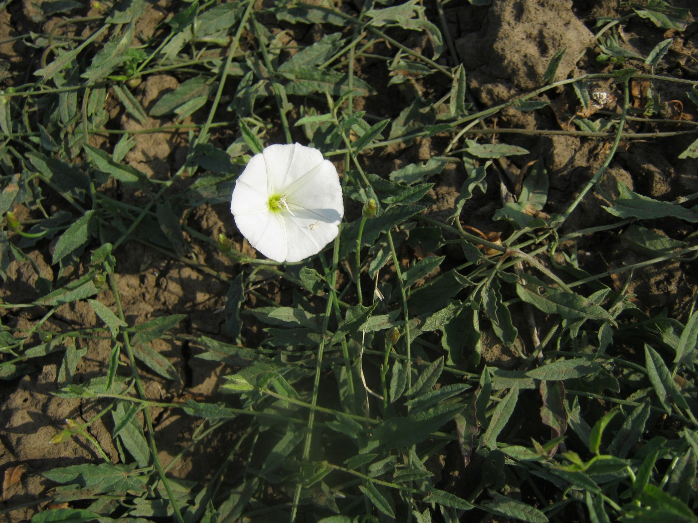 Изображение особи Convolvulus arvensis.