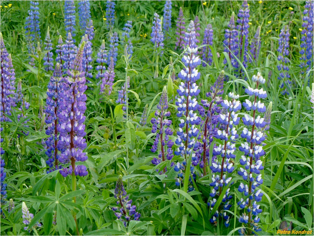 Изображение особи Lupinus polyphyllus.