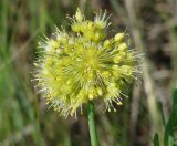 Allium obliquum