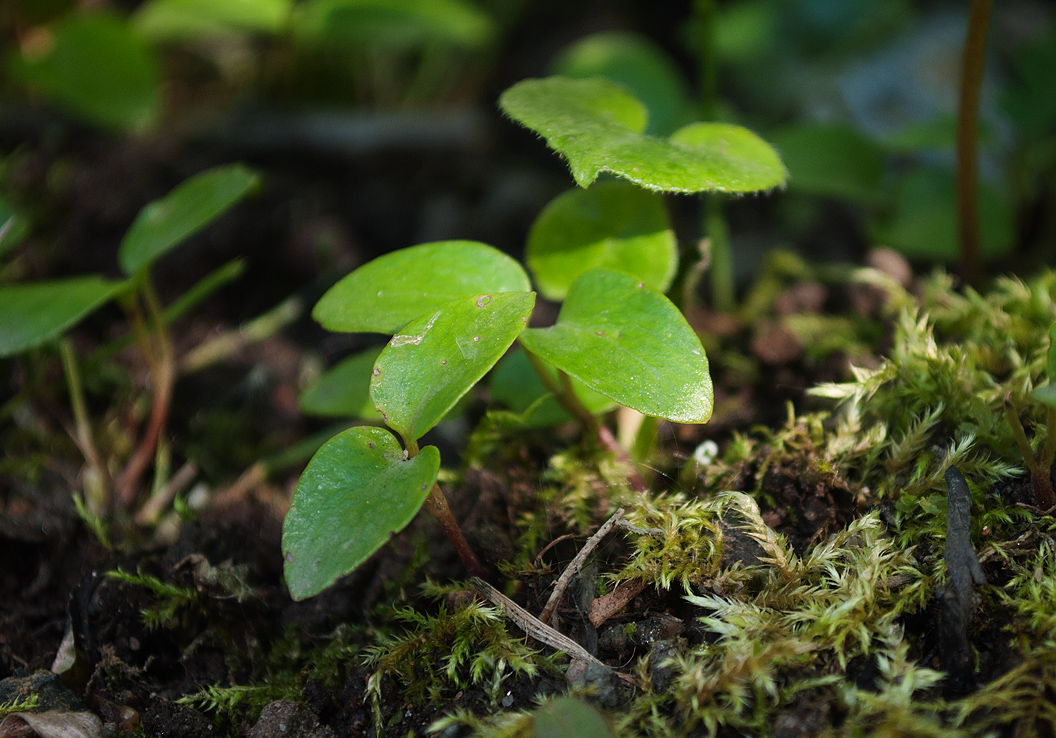 Изображение особи Asarum europaeum.