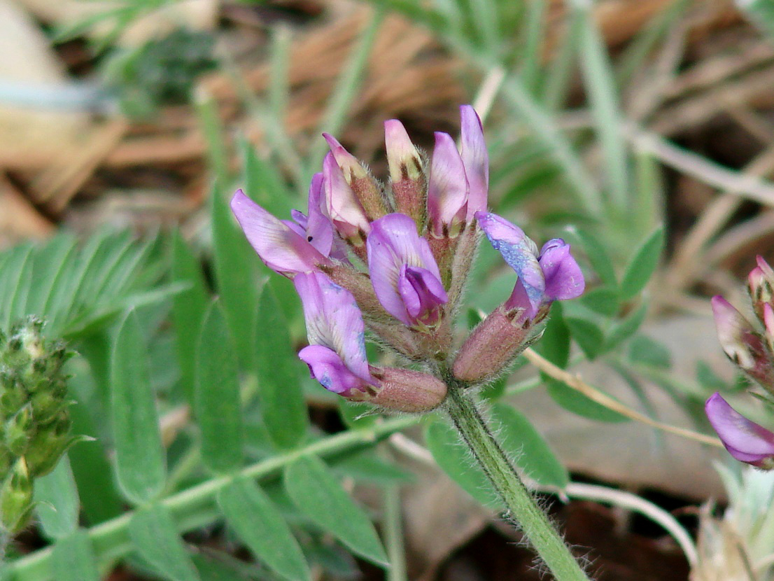 Изображение особи Oxytropis strobilacea.