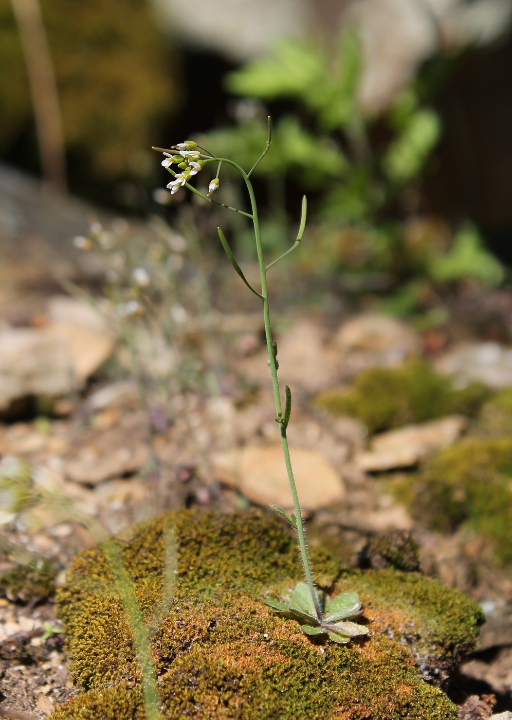 Изображение особи Arabidopsis thaliana.