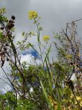 Bupleurum scorzonerifolium