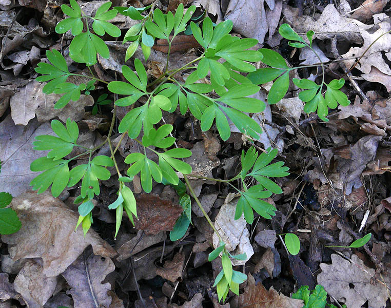 Изображение особи Corydalis intermedia.