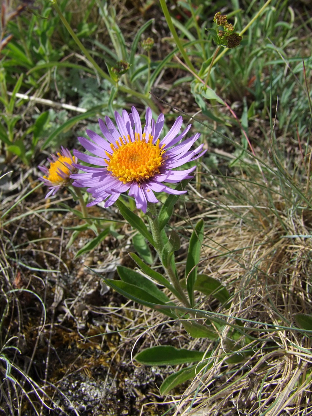 Изображение особи Aster alpinus.