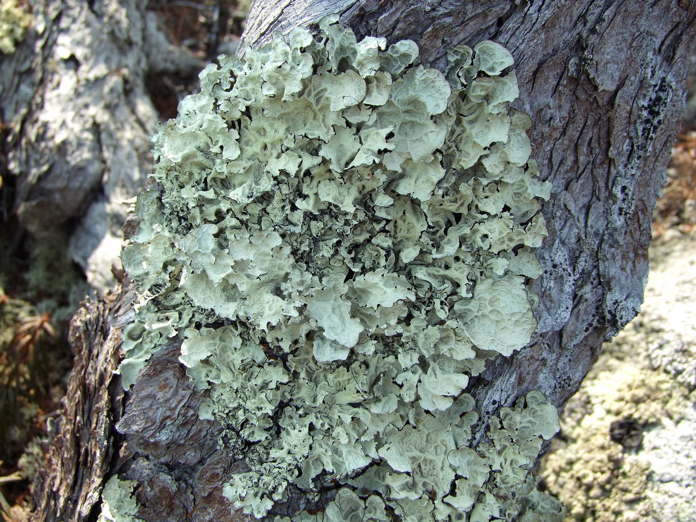 Image of Asahinea chrysantha specimen.