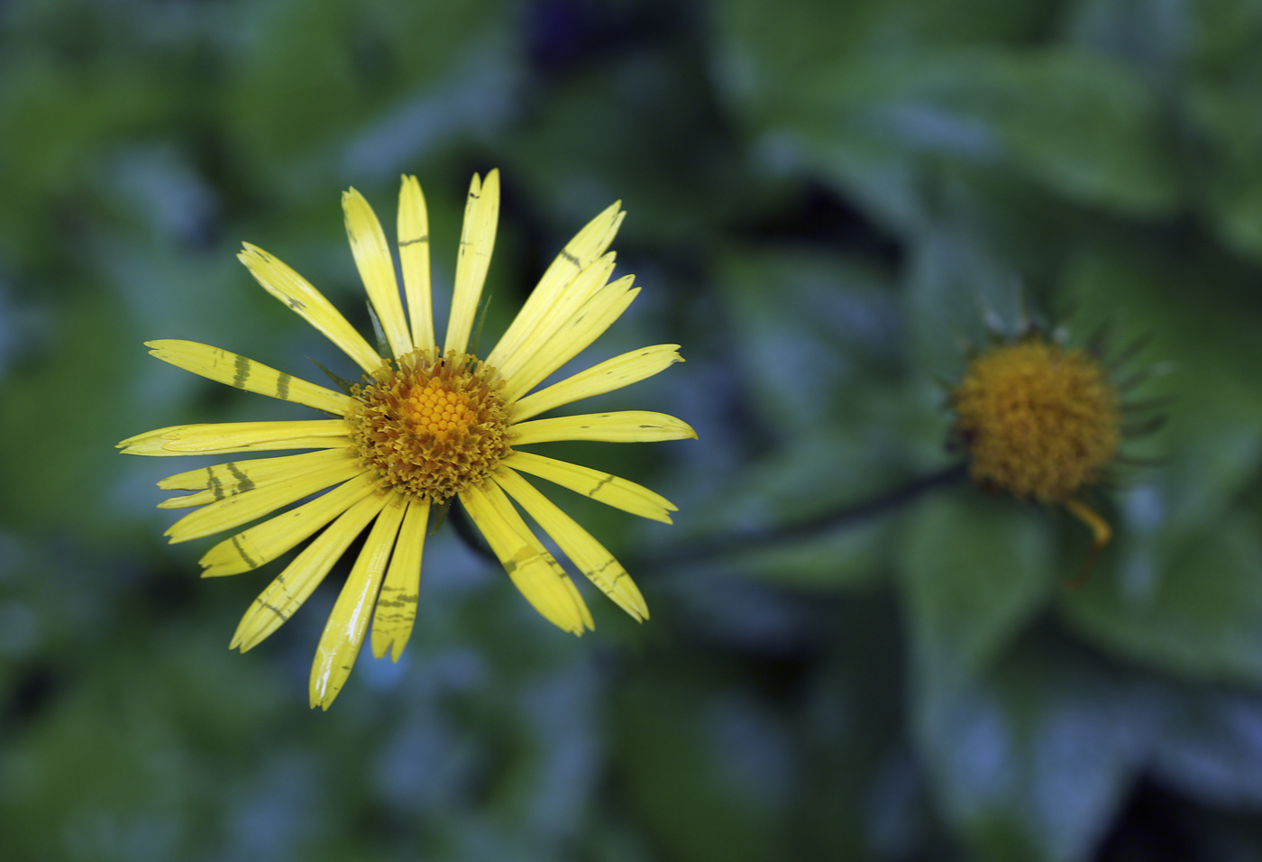 Изображение особи Doronicum carpaticum.