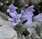 Campanula celsii