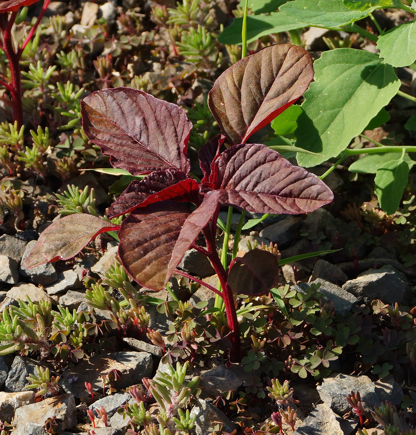 Изображение особи Amaranthus hypochondriacus.