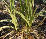 Anacamptis подвид fragrans