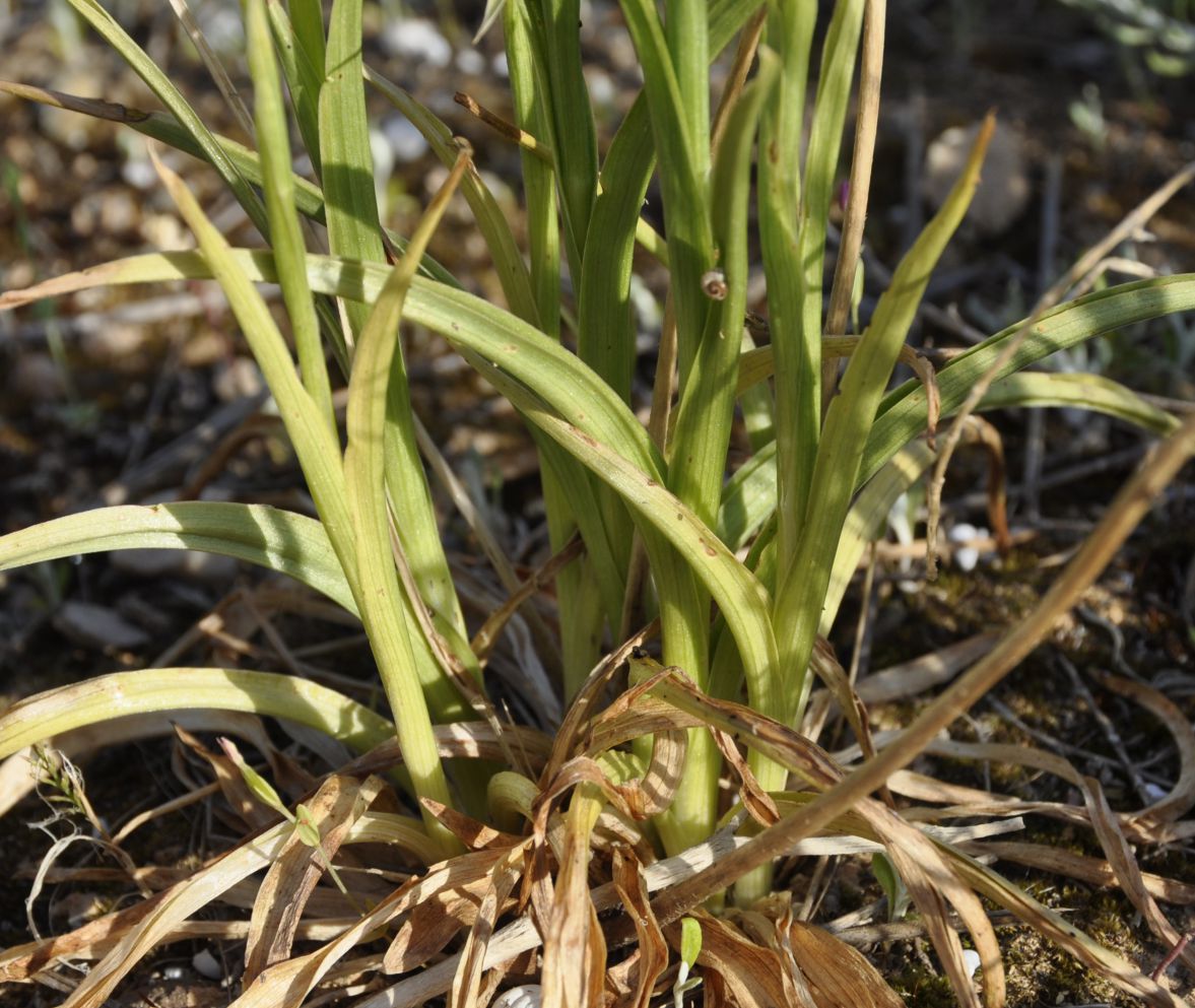 Изображение особи Anacamptis coriophora ssp. fragrans.