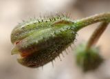 Crepis neglecta подвид graeca