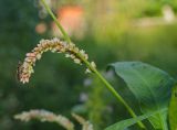 Persicaria lapathifolia. Средняя часть побега с соцветием и кормящейся мухой. Пермь, Кировский р-н, окр. Красавинского моста, садовый участок, сорное. 4 августа 2018 г.