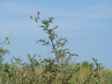 Erodium stephanianum. Верхушка цветущего и плодоносящего растения. Иркутская обл., Усольский р-н, долина р. Китой, луг. 14.07.2018.